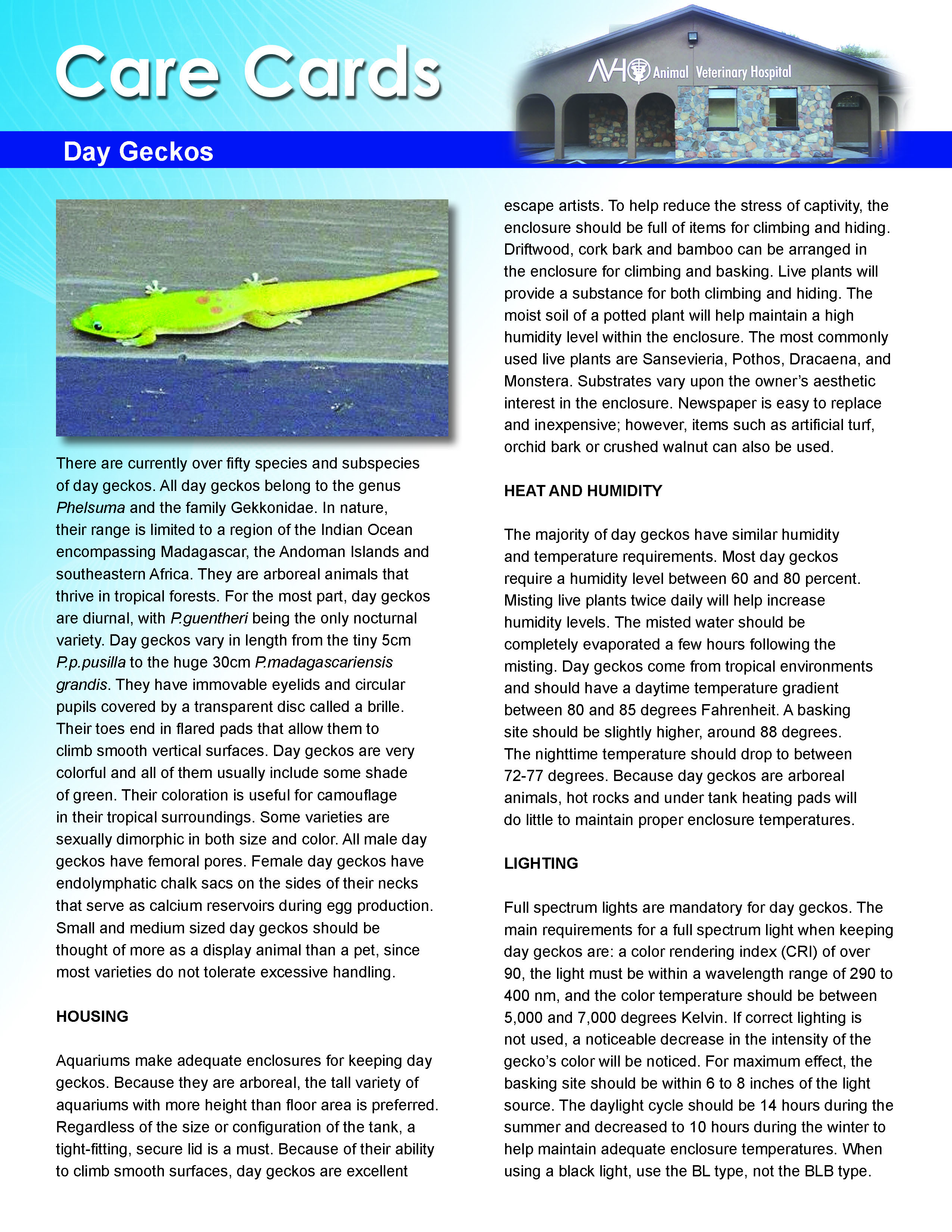 Day Gecko Care Card